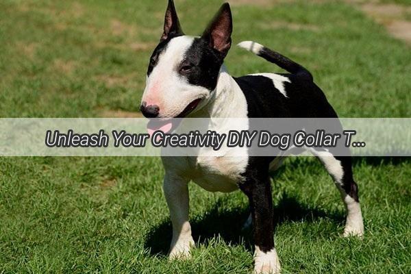 Unleash Your Creativity DIY Dog Collar Tutorials for a TailWagging Fashion Statement